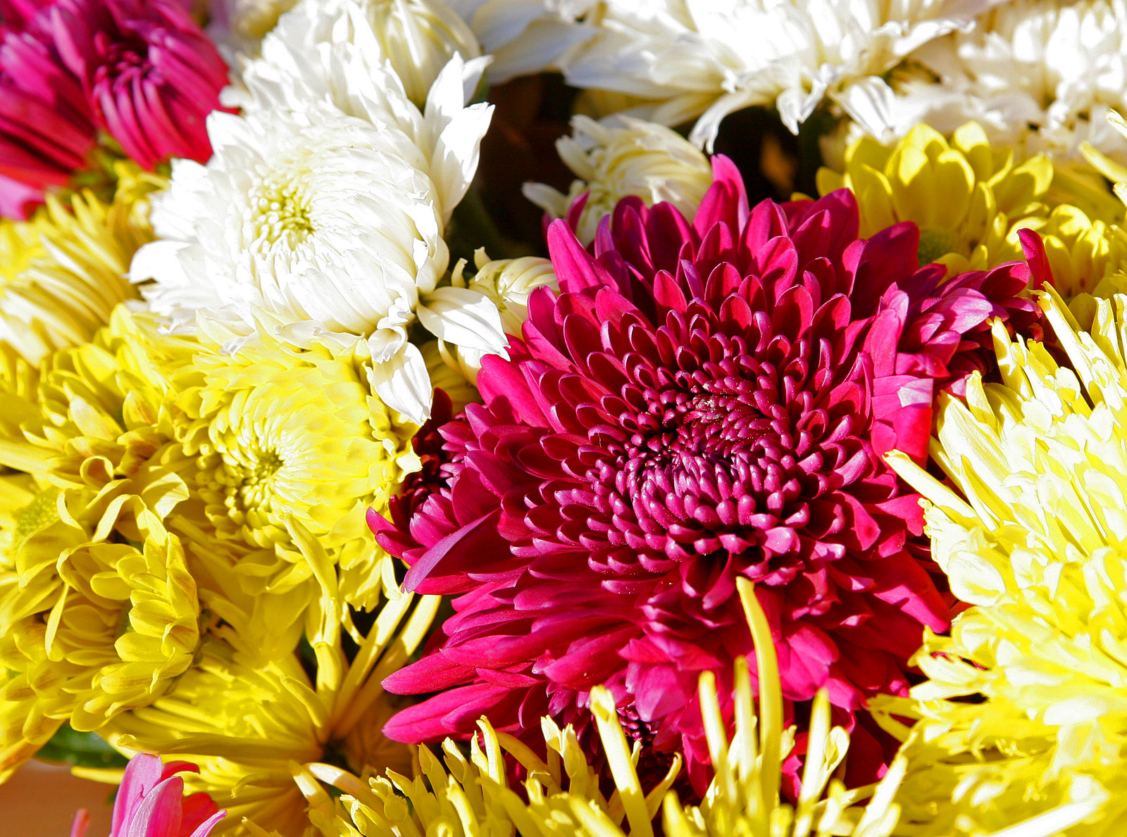 Chrysanthemums-2